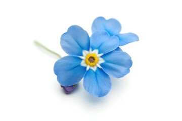 Delicate Forget-Me-Not Flower on White Background.