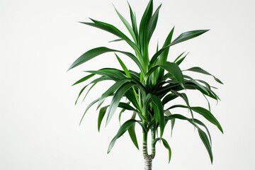 Fototapeta premium Lush Green Indoor Plant on White Background.