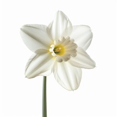 Fototapeta premium Single White Daffodil Flower.