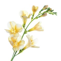 Delicate Cream Freesia Flower Branch.