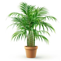 Obraz premium Lush green potted palm tree on white background.