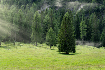 mist in a fir forest in trentino alto adige