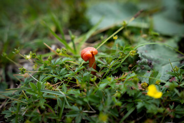 small red mushroom in a meadow