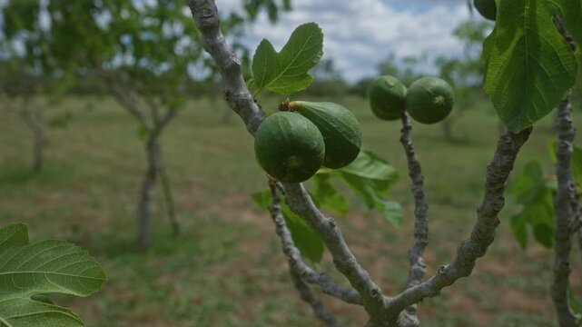 Close-up view of unripe figs on a branch of a fig tree in an orchard in puglia, italy, with a cloudy sky in the background.