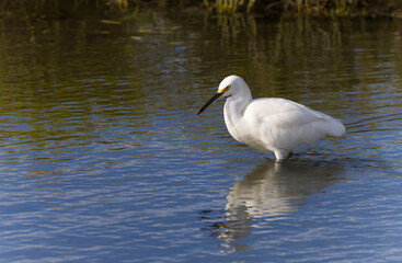 Egret Strolling in Wetland Waters