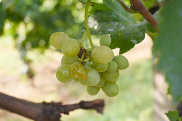 Close up of grapes hanging on Vine, Hanging grapes. Grape farming. Grapes farm. Tasty green grape bunches hanging on branch. Grapes With Selective Focus on the subject, Chakwal, Punjab, Pakistan