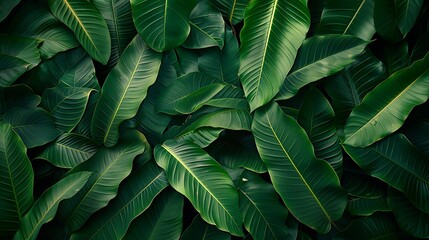 A background of tropical leaves texture, intricate patterns of overlapping heliconia leaves, vibrant green hues, dense and tropical feel, hd quality, natural look. --ar 16:9 --v 6.