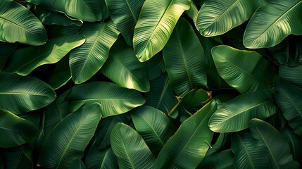 A background of tropical leaves texture, overlapping banana leaves with rich green tones, lush and tropical foliage, exotic and vibrant look, hd quality, natural look. --ar 16:9 --v 6.