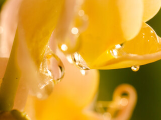 flower orchidea nature exotic plants colours