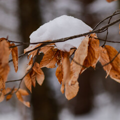 leaf in forest snow autumn brown