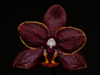 orchid flower close up bloom