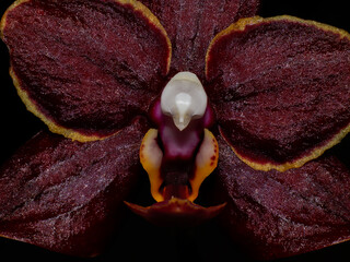 orchid flower close up bloom