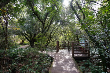 refreshing autumn forest with walkway