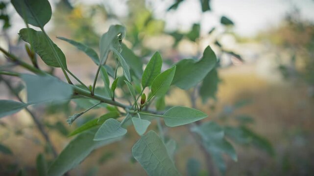 Close-up of laurus nobilis, or bay laurel, with vibrant green leaves in a sunlit outdoor setting in murcia, spain.