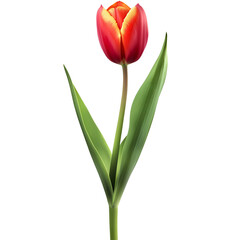 Naklejka premium tulip flower isolated on transparent background cutout