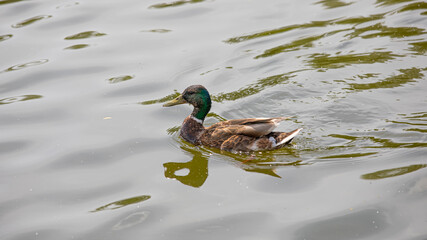 A wild duck is swimming in the lake.