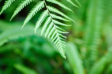 Cyathea caracasana, Cyathea brownii Little Aussie Larrikin Norfolk or Tree Fern or Smooth Tree Fern or fern tree or fern ,Golden Moss or Nephrolepis cordifolia or Chain Fern