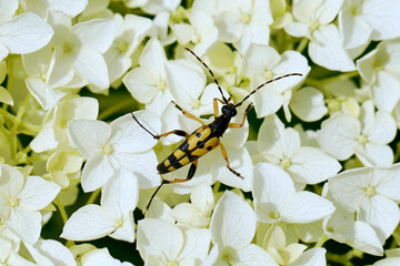 Spotted longhorn beetle, Rutpela maculata on Viburnum opulus, the guelder-rose