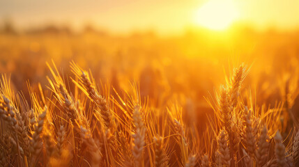 Fototapeta premium A close-up of golden wheat stalks in a field, bathed in the warm light of the setting sun.