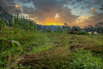 The green side of Bali, rice terraces, jungle and tropical landscape in an original environment. ...