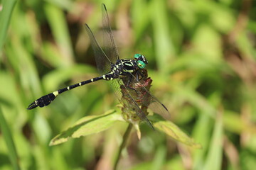 A yellow and black club-tailed dragonfly resting on the grass
