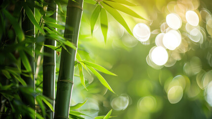 A close-up shot of green bamboo stalks and leaves with a blurred bokeh background, highlighting the natural beauty and texture of the plant.