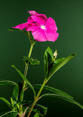 Blooming pink Catharanthus on a green background