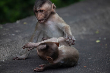可愛いサル