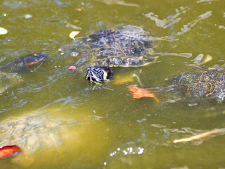 turtle in water reptile animal