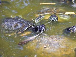 turtle in water reptile animal