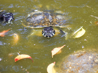 turtle in water reptile animal