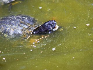 turtle in water reptile animal