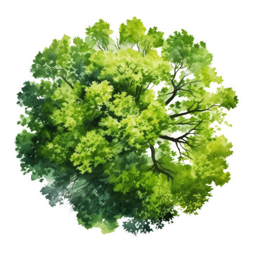 tree top view watercolor isolated on transparent background cutout
