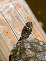 turtle in water reptile animal