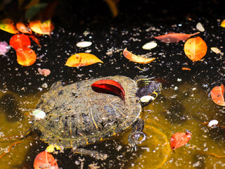 turtle in water reptile animal