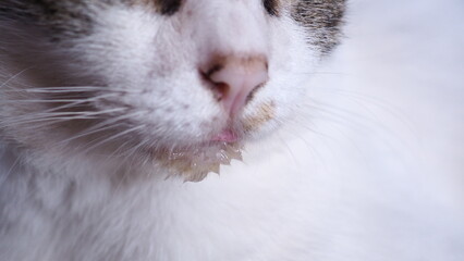The cat has gingivitis, the lower lip is wet with saliva, and the tongue is always sticking out.