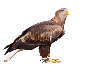 Obraz premium Adler, ganze Ansicht, isoliert auf weißen Hintergrund, Freisteller, Transparent 