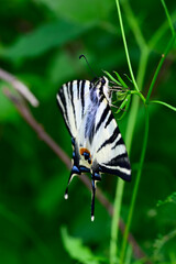Segelfalter // Scarce swallowtail (Iphiclides podalirius) - Sozopol, Bulgarien
