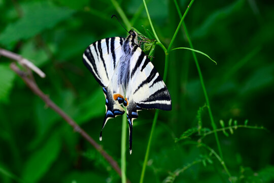 Scarce swallowtail // Segelfalter (Iphiclides podalirius) - Sozopol, Bulgarien