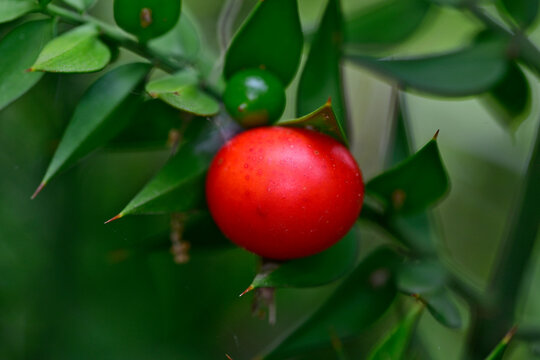 Stechender M&auml;usedorn // Butcher's-broom (Ruscus aculeatus) - Bulgarien