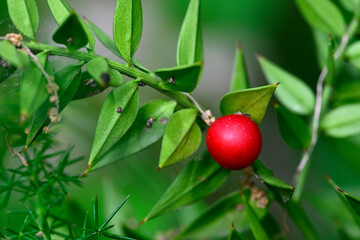Stechender Mäusedorn // Butcher's-broom (Ruscus aculeatus) - Bulgarien