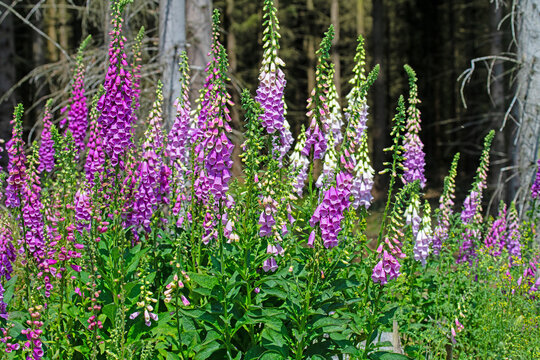 Bl&uuml;hender Roter Fingerhut,Digitalis purpurea,im Wald