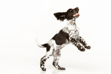 English springer spaniel puppy on white background