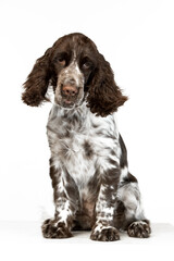English springer spaniel puppy on white background