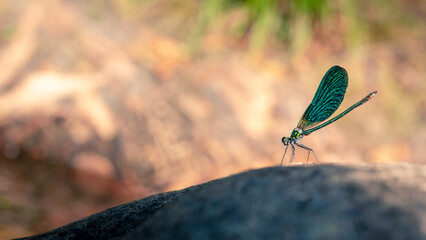 Demoiselle Libellule © Eddy