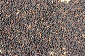 Black pepper background. black peppercorns spices. Macro spice background