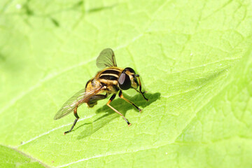 Hoverfly