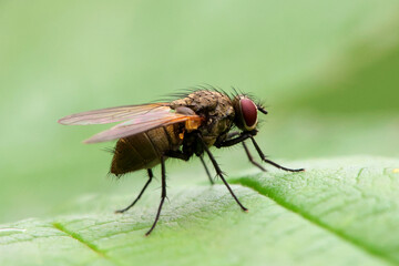 Fly