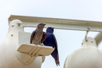 The purple martin (Progne subis), a couple of birds, male and female 