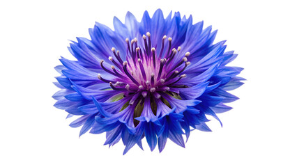 Bachelor's button Flowers isolate on transparent background